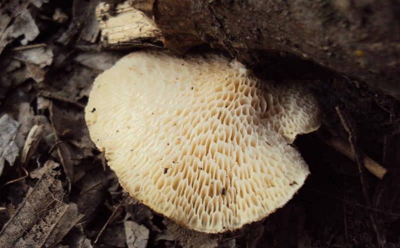 Polyporus alveolaris